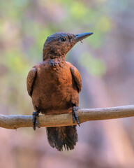 Rufous woodpecker (Micropternus brachyurus) photographed in Mumbai in Maharashtra, India