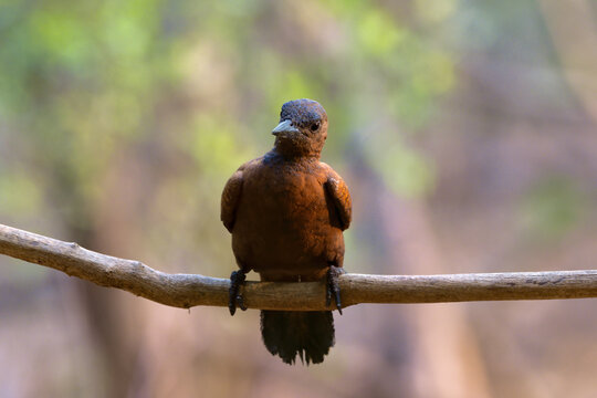 Rufous woodpecker (Micropternus brachyurus) photographed in Mumbai in Maharashtra, India