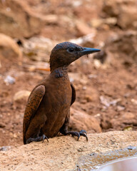 Rufous woodpecker (Micropternus brachyurus) photographed in Mumbai in Maharashtra, India