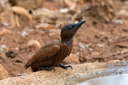 Rufous woodpecker (Micropternus brachyurus) photographed in Mumbai in Maharashtra, India