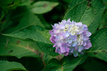 Purple flower blossoms with green leaves