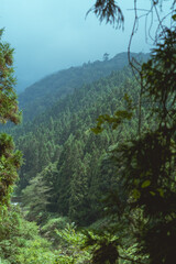 Fototapeta na wymiar Vertical photo of forest landscape