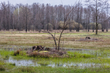 Spring landscape in Wegrow County, Masovia region of Poland