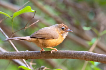 Tawny-bellied babbler (Dumetia hyperythra) also known as the rufous-bellied babbler, photographed in Mumbai in Maharashtra, India