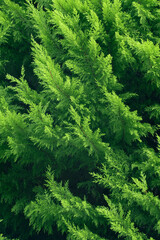 Green tree leaves texture background