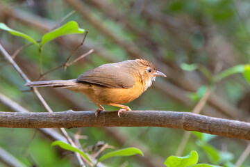 Tawny-bellied babbler (Dumetia hyperythra) also known as the rufous-bellied babbler, photographed in Mumbai in Maharashtra, India