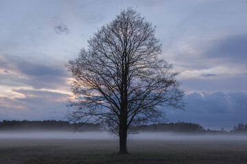 Fototapeta na wymiar Single tree on a foggy meadow in Wegrow County, Masovia region of Poland