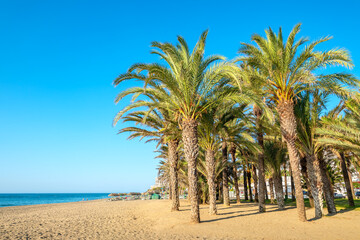 Palms on the beach. Torremolinos, Andalusia, Spain - 507051316
