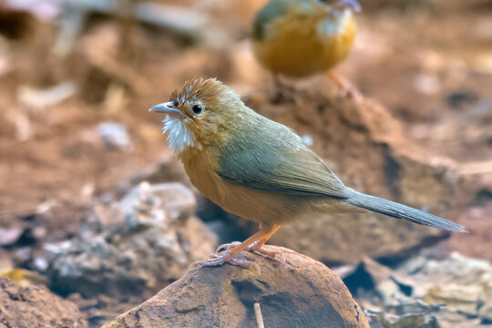 Tawny-bellied babbler (Dumetia hyperythra) also known as the rufous-bellied babbler, photographed in Mumbai in Maharashtra, India