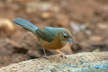 Tawny-bellied babbler (Dumetia hyperythra) also known as the rufous-bellied babbler, photographed in Mumbai in Maharashtra, India