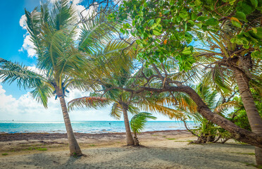 Palm trees in Pointe de la Saline beach