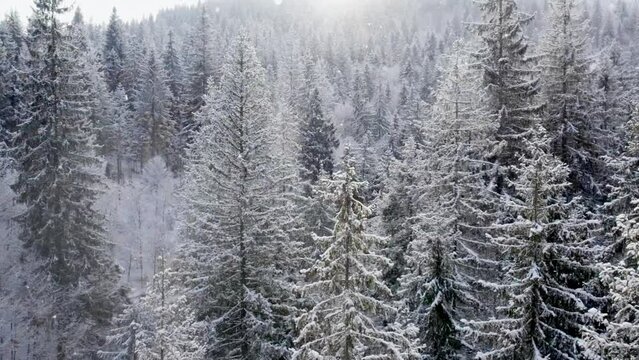 Aerial shot of winter forest and snow covered winter trees. Slow motion snow falling in the winter forest