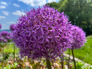 Close up of Giant Onion, Allium Giganteum, Blossom at public park Nordpark in Wuppertal