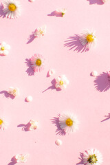 Early spring garden flowers isolated against pastel pink background. Trendy floral pattern. Sunny day inspired minimal nature concept. 