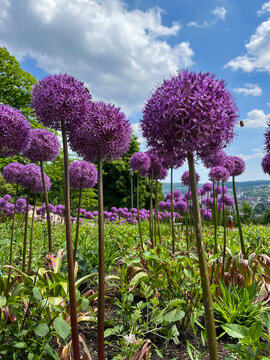 Giant Onion, Allium Giganteum, Blossom at public park Nordpark in Wuppertal