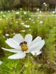 bee on a white flower