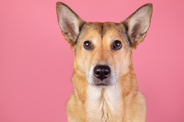 Serious dog on isolated pink background