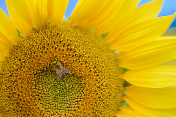 Blooming sunflowers with bee in the summertime, Hungary