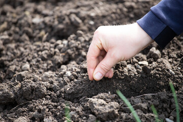 Hand growing seeds on sowing soil.