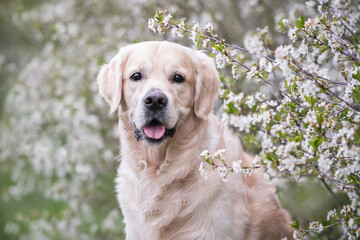 A portrait of a cute dog among flowering trees. Golden Retriever sitting by a beautiful apple tree in springtime outdoors