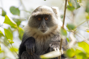 Sykes' monkey (Cercopithecus albogularis) feeding on the fruits of the tree.