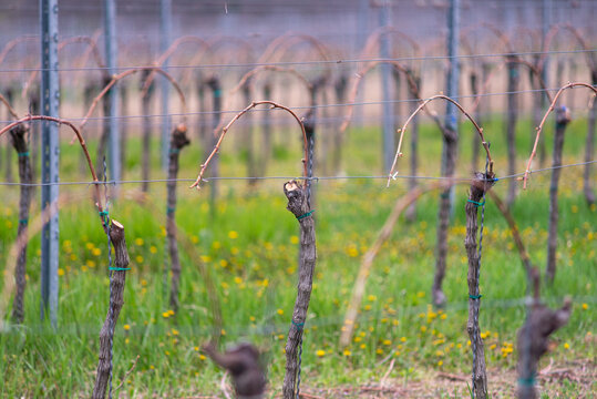 Viticulture: Vines after the pruning in the vineyard. Stuning plantation in spring. Pannonhalma Wine Region, Hungary