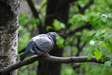 PIGEON ON A BIRCH BRANCH