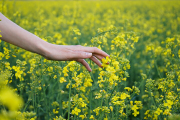 Female hand touching blooming rapeseed crops in field.