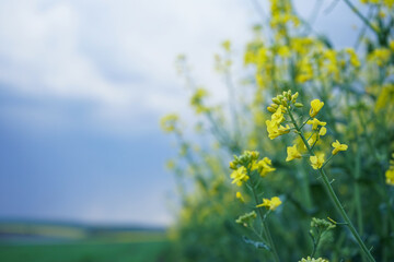 Blooming canola field, close-up. Flowering rapeseed with blue sky and clouds.