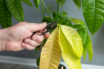 Cutting pruning dead leaves from a Pachira Aquatica plant. Houseplant care concept. © Christian
