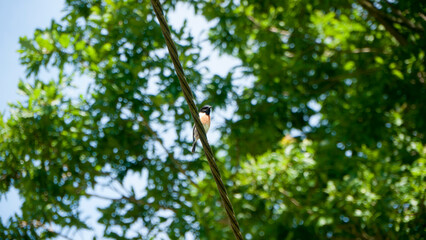 Pequeño pajaro sobre cable