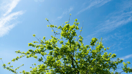 Ramas de manzano y cielo
