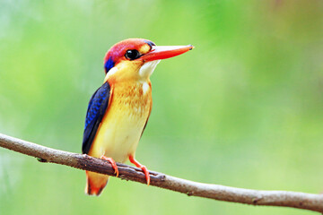 Black-backed Kingfisher on a branch in nature