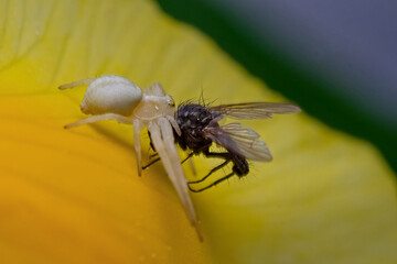 Crab spider with prey on an iris