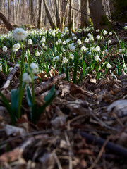 Märzenbecher, Frühlings-Knotenblume, Leucojum vernum