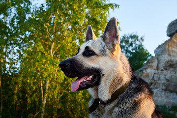 Big Dog German Shepherd in a sunny summer or autumn day on grey rocks of mountains. Russian guard dog Eastern European Shepherd in nature lanscape