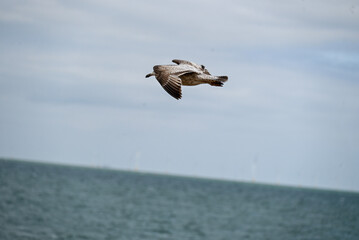 flying