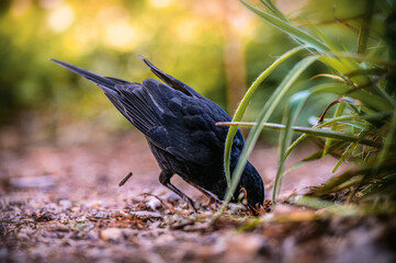 Amsel beim Graben