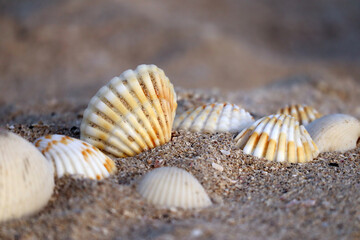 Fototapeta na wymiar Seashells on a sandy beach at the sunset, partially blurred and unfocused