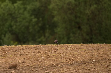 The lapwing is on a plowed field