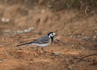 The white wagtail (Motacilla alba) is a small passerine bird in the family Motacillidae, which also includes pipits and longclaws.