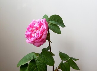 pink rose. 