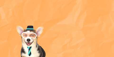 Contemporary art collage. Funny muzzle of Corgi dog with male eyes element isolated over orange background