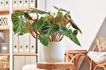 Lush topical 'Philodendron Verrucosum' houseplant with dark green veined velvety leaves in flower...