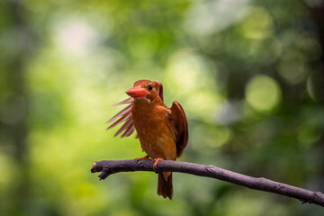 Ruddy Kingfisher is moving wings on a tree branch. Taken in Thailand. Nature wildlife concept.