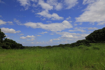 Fototapeta premium grass and sky