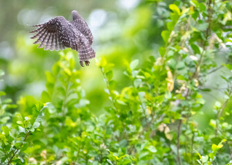 A Jungle Owlet is flying and see the back of owl. Taken image in park in Thailand.