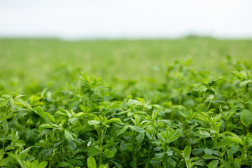 Closeup of green lucerne field.Spring season.High quality photo