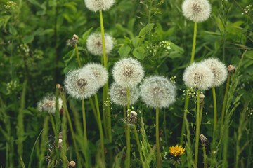 Fluffy dandelion on the green meadow.Spring season.High quality photo.