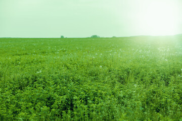 View of green lucerne field.Spring season.High quality photo